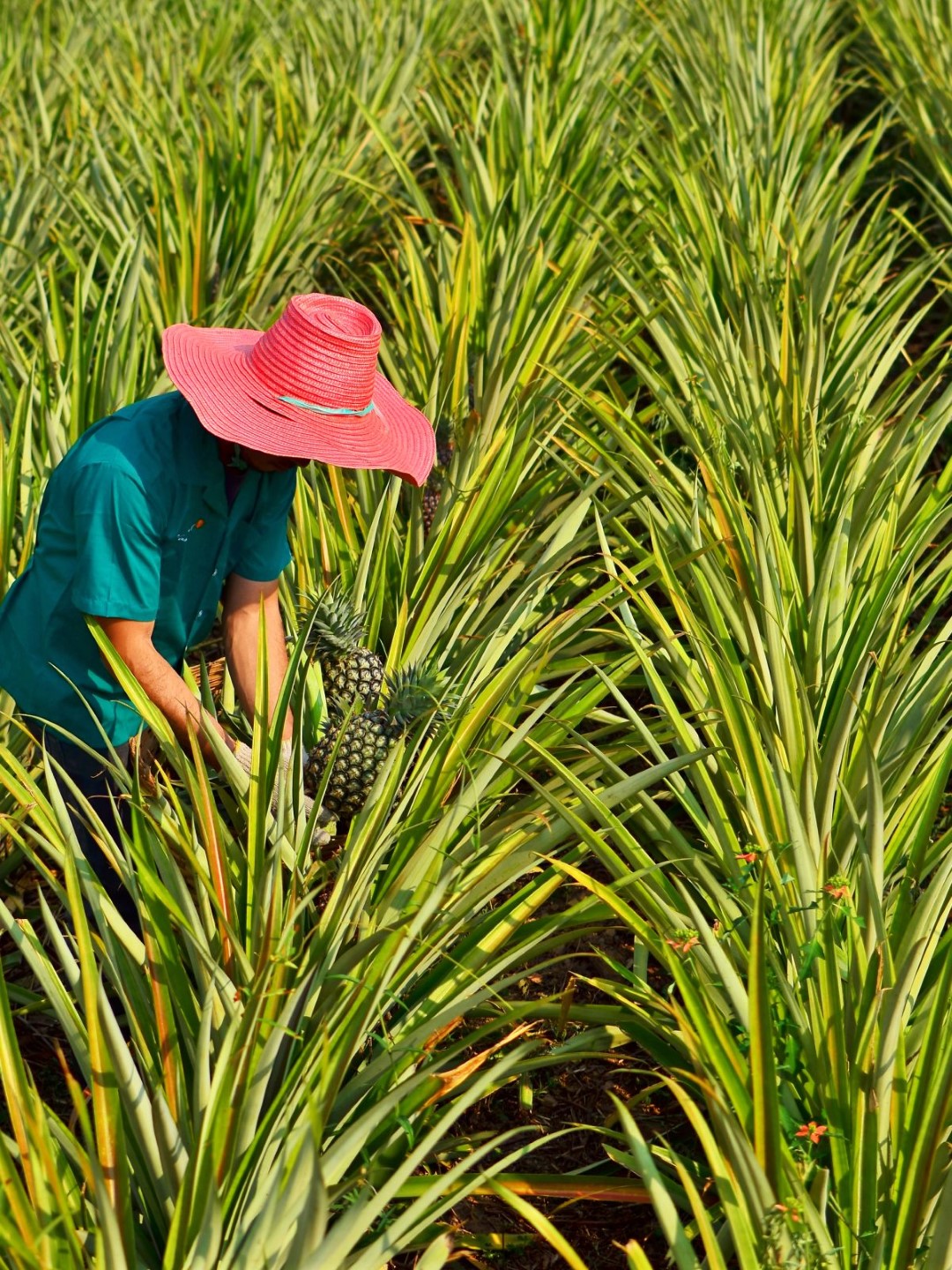 shutterstock_105917417